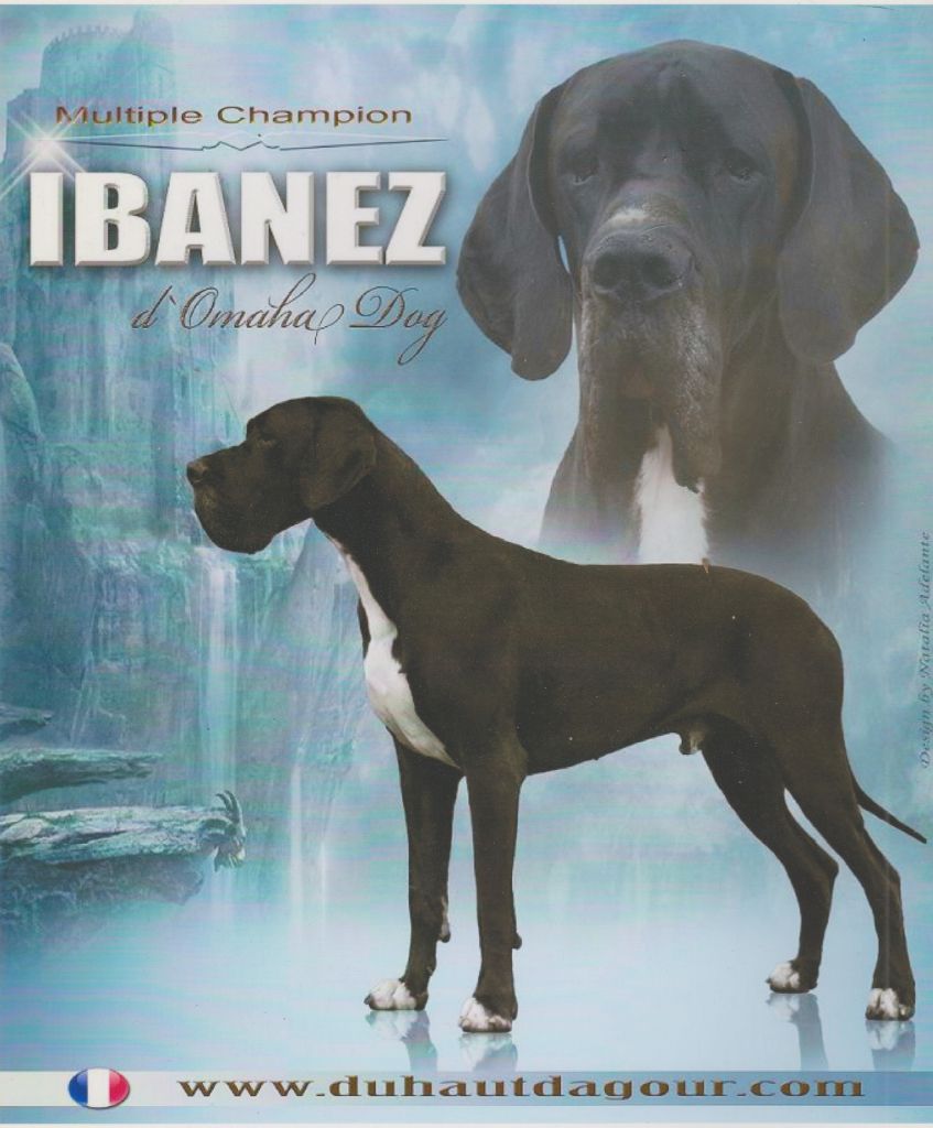 CH. Ibanez d'Omaha dog