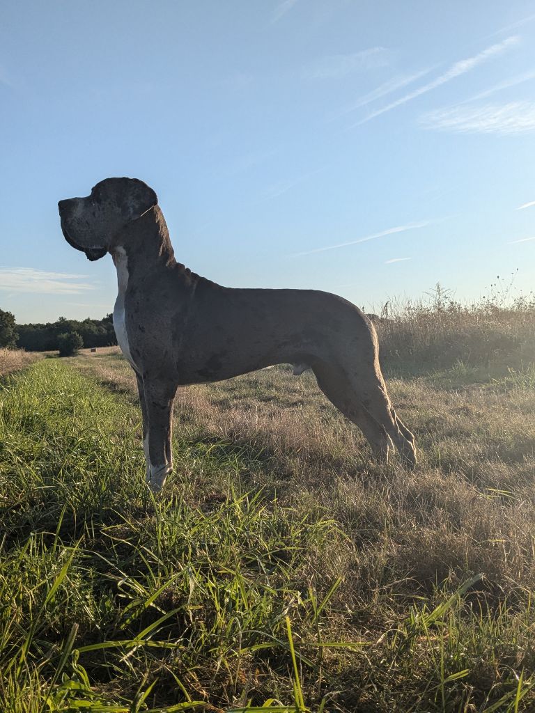 CH. Mch shalom Du Haut Dagour