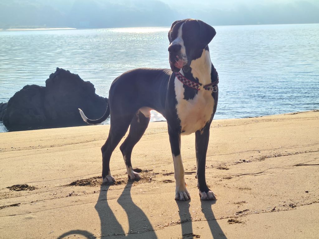 Ubiwan Du Haut Dagour