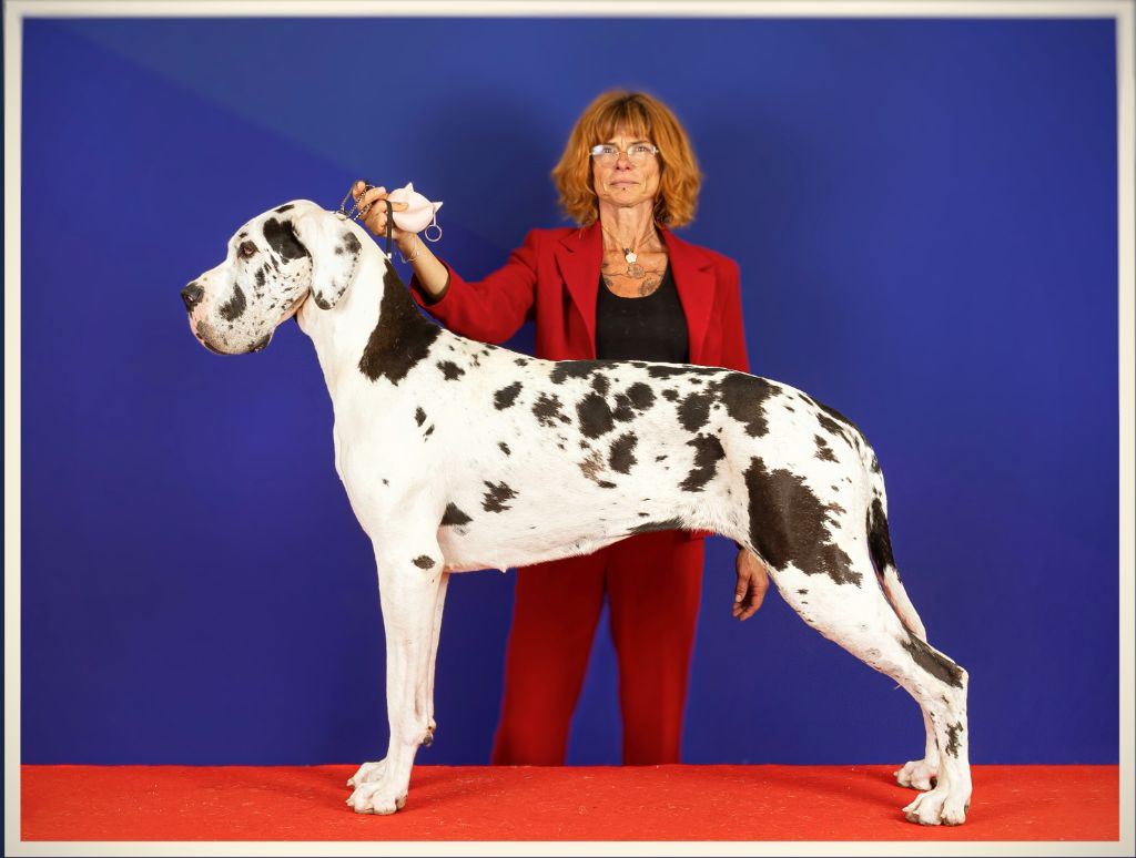 CH. mch ultima Du Haut Dagour