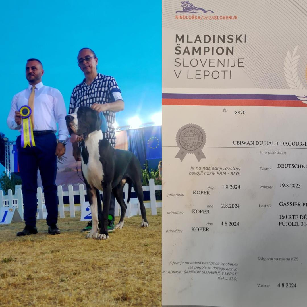 Juillet 2024 : UBIWAN du HAUT DAGOUR ...Jeune Champion de Slovénie !