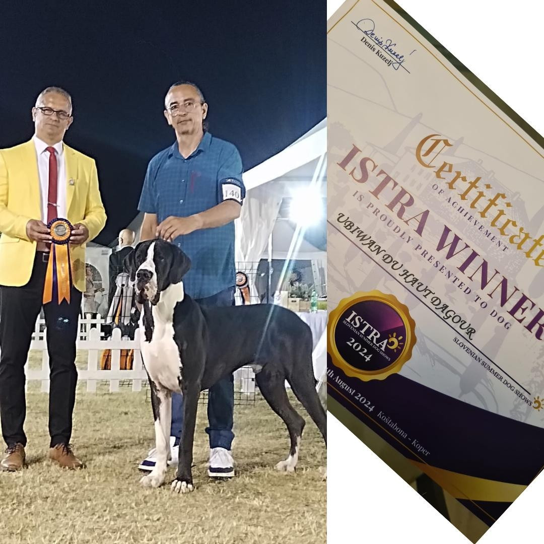 Aout 2024 : UBIWAN du HAUT DAGOUR ....remporte l'ISTRA DOG SHOW !