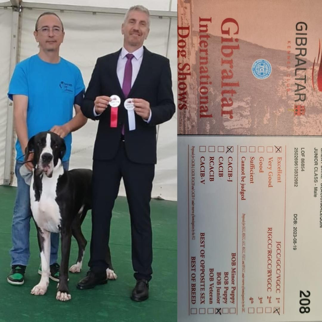 GIBRALTAR Dog Show International : UBIWAN du HAUT DAGOUR ...sacré Jeune Champion de Gibraltar !