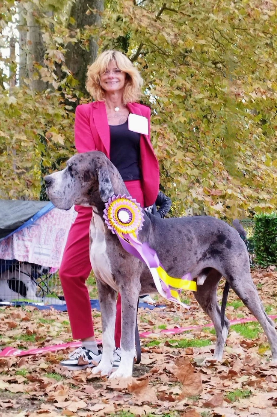 Du Haut Dagour - Régionale d'élevage de Verdun sur Garonne, SHALOM DU HAUT DAGOUR