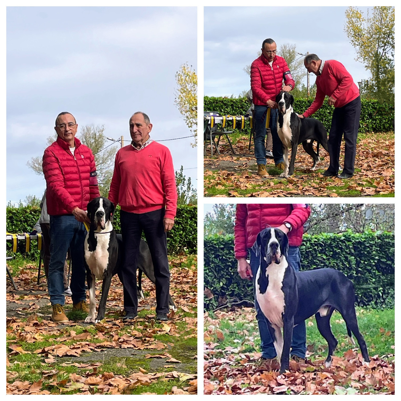 Du Haut Dagour - Régionale d'élevage de Verdun sur Garonne, UBIWAN DU HAUT DAGOUR