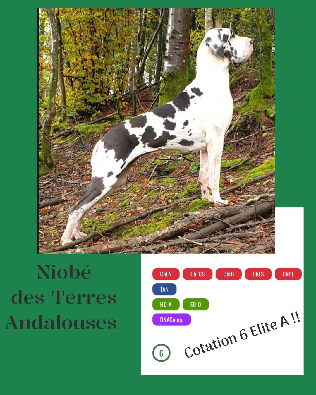 Mch Niobé des Terres Andalouses...désormais COTATION 6 ELITE A !