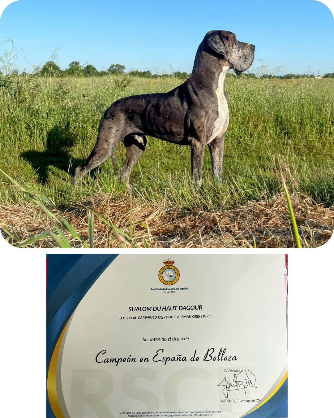 ESPAGNE 2026: SHALOM du HAUT DAGOUR sacré CHAMPION D'ESPAGNE !!