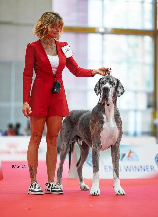 Du Haut Dagour - WORLD DOG SHOW 2026