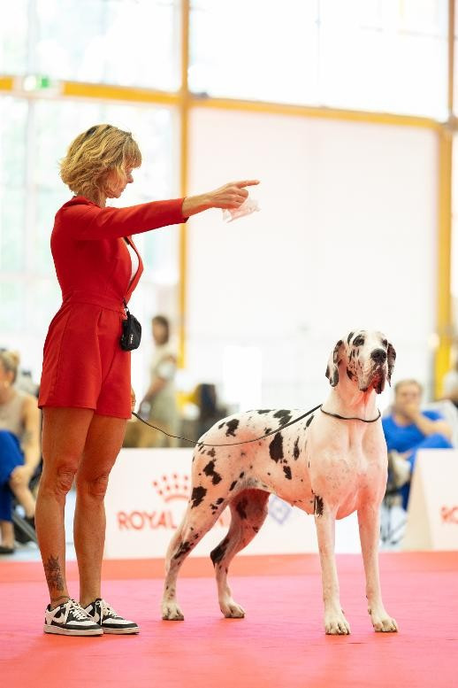 WORLD DOG SHOW 2026