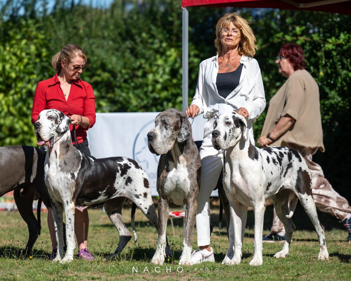 NEUVIC : Evenement majeur pour un Elevage .....