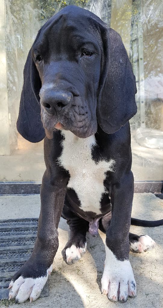 Du Haut Dagour - Dogue allemand - Portée née le 24/01/2018